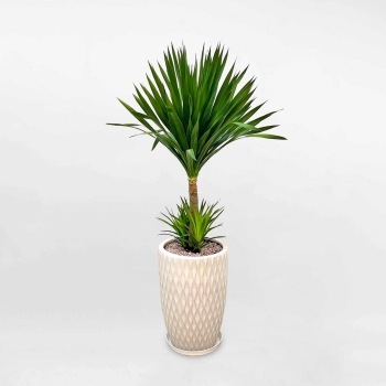 Cây phát tài núi 2 tầng